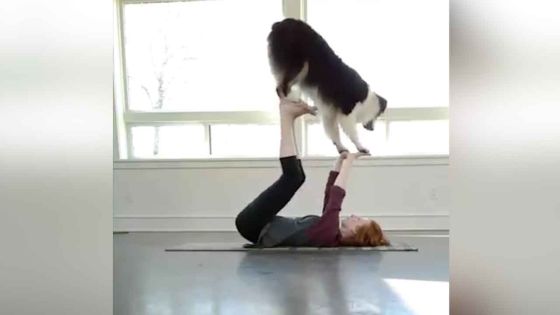 Un toutou prêt à tout !