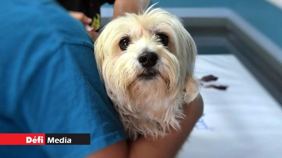 MSAW : La clinique vétérinaire de Rose-Hill opérationnelle à partir de ce mercredi