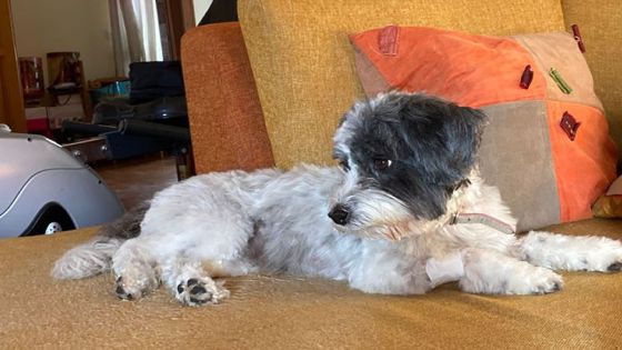 Où est passée Poochinee ?