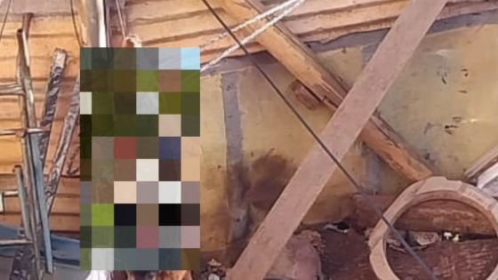 Bambous : une chienne qui attendait des petits retrouvée pendue, le propriétaire arrêté