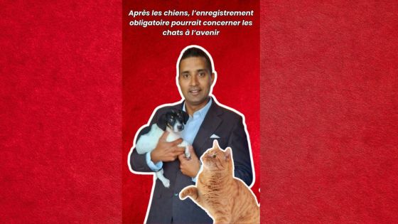 Après les chiens, l’enregistrement obligatoire pourrait concerner les chats à l’avenir