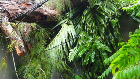 Cyclone Freddy : environ 500 abonnés privés d’électricité