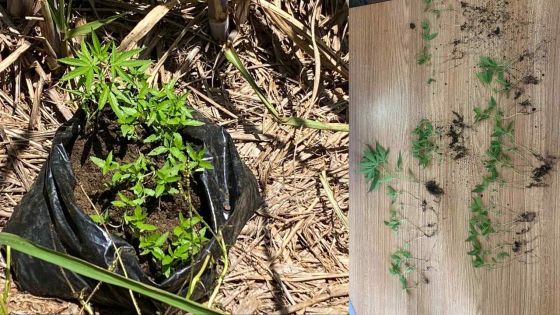 Près de Poste-de-Flacq : une cinquantaine de plants de cannabis déracinés