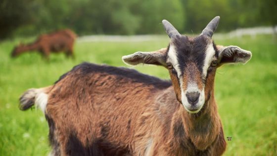 Un cas de pleuropneumonie contagieuse bovine détecté à Maurice