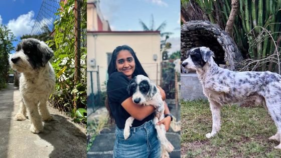 Aidez Mégane à retrouver Luke, le griffon à trois pattes 