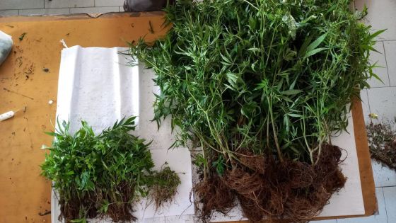 Plaine-Champagne : 360 plants de cannabis déracinés