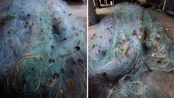 Dans le Nord : environ 500 mètres de filets saisis 