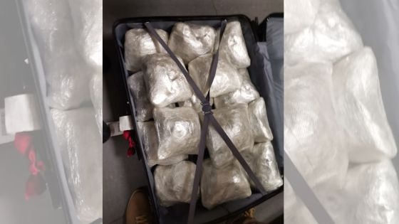 Plaisance : saisie de Rs 194,2 millions de cannabis sur huit passagers étrangers 