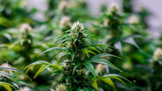 Cannabis : dépénalisation et légalisation... le débat s’invite dans Au Cœur de l’Info  