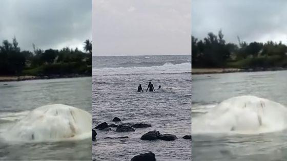 Au large de Souillac : découverte d’un baleineau