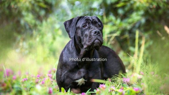 Souillac : deux piétons attaqués par des Cane Corso 