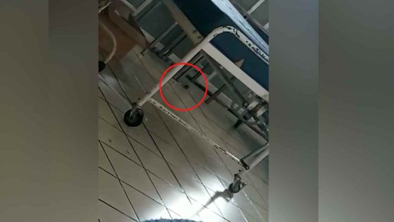 Hôpital Victoria : une souris dans la «Maternity Ward»