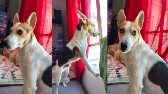 Chien perdu à Rose-Hill : appel à l’aide