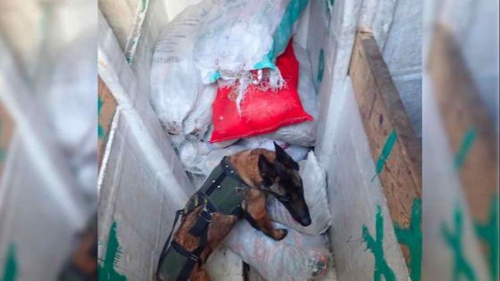 Saisie record d’une tonne d’héroïne dans les eaux réunionnaises