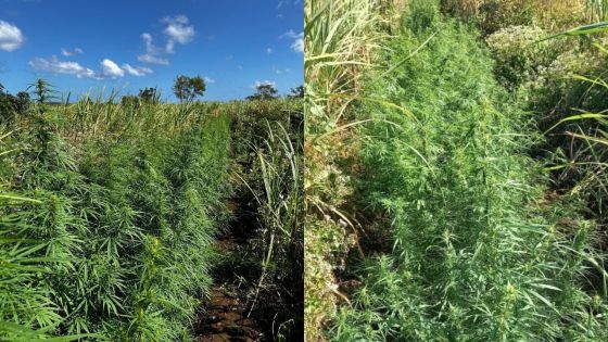 Mon-Choisy : plus de 4 300 plants de cannabis, estimés à Rs 18 millions, déracinés