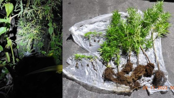 Camp-Marcelin : 14 plants de cannabis déracinés