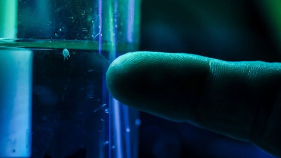 Australie : extraire du venin d'animaux marins pour sauver des vies