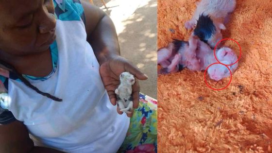 Bambous : naissance rare d'un chaton à deux visages