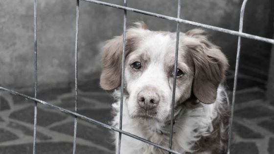 Maltraitance animale : soixante chiens découverts dans un état déplorable à Trou-aux-Biches