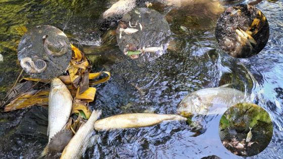 Dans le lagon de Poudre-d’Or : poissons, crabes et anguilles retrouvés morts