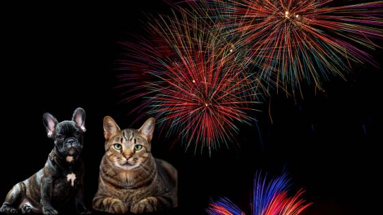 Pétards et feux d’artifice : comment protéger nos compagnons à quatre pattes ?