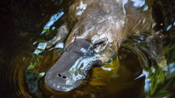 Australie: 2 personnes recherchées pour avoir pris le train avec un ornithorynque