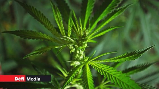 Trois-Mamelles : saisie de 1,7 kg de cannabis dans un champ de canne