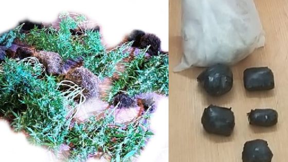 Roche-Bois : saisie de Rs 13,6 millions d’héroïne et des plants de cannabis chez un habitant de la région
