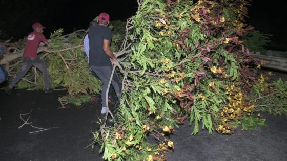 [En images] La route de Beau-Plan vers Port-Louis obstruée par la chute d’arbres