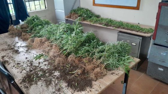 Mare-Longue : Rs 8,2 millions de cannabis déracinés