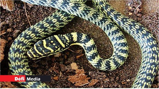 Des serpents dans l'avion: un homme arrêté à l'aéroport en Inde avec une quarantaine de vipères