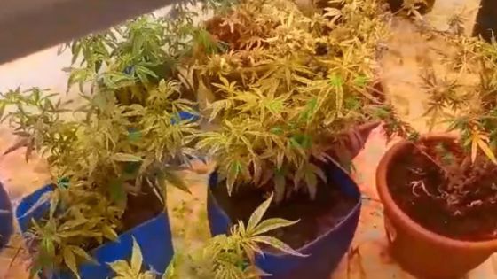 Rivière-des-Anguilles : saisis de Rs 1,1 million de cannabis par l'Adsu de la Western Division 