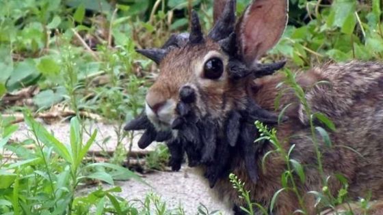 Etats-Unis : des lapins, infectés, « Frankenstein » inquiètent le Colorado