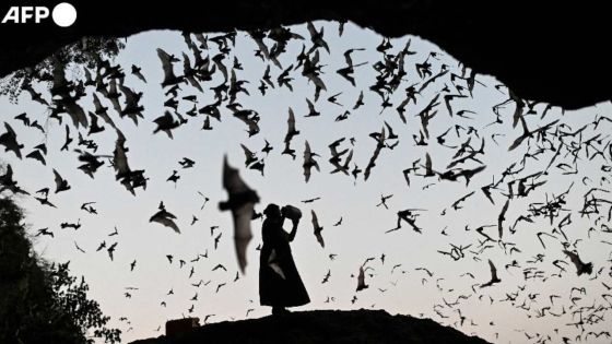 Une planète plus chaude, des animaux plus malades 