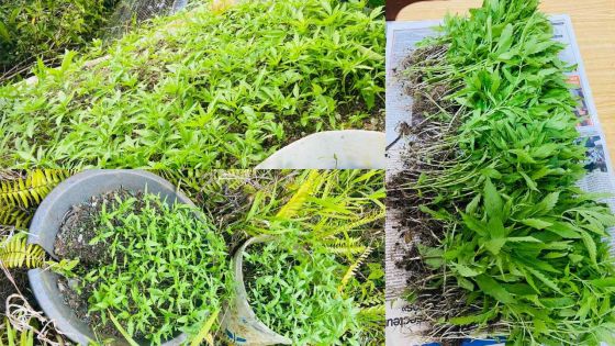 Mare-aux-Vacoas : Rs 33 millions de plants de cannabis déracinés