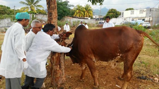 Fièvre aphteuse : 4800 animaux vaccinés 