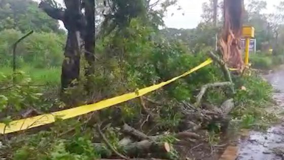 St Joseph : attention aux chutes d’arbres ! 