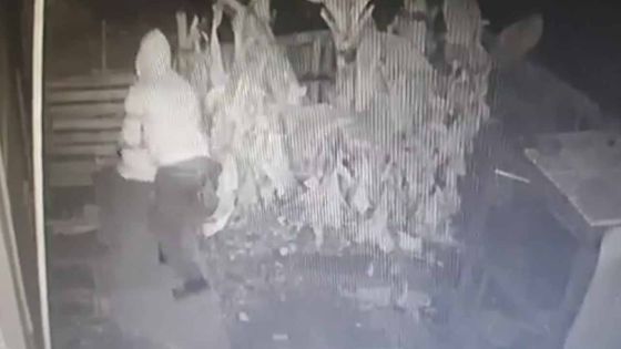 Quatre-Bornes : cet homme va enjamber un mur pour voler 80 oiseaux 