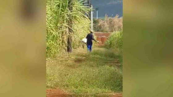 A Pamplemousses : un malfrat, armé d’un couteau, tente d’intimider deux hommes