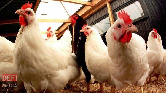 Rodrigues : le marché de volaille à l’arrêt