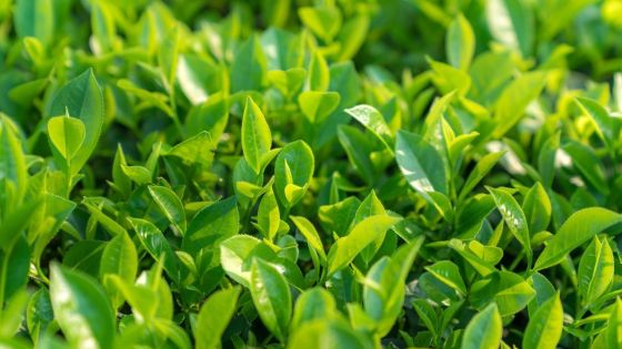 Bois-Chéri : Une femme retrouvée morte dans une plantation de thé