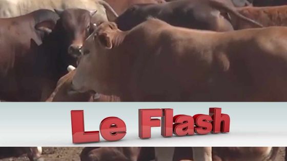 Le Flash TéléPlus - Fièvre aphteuse : le FFC soumet son rapport