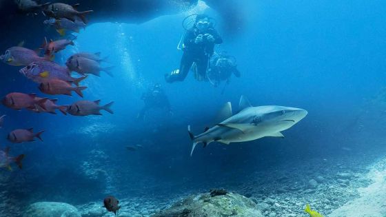 Ma plongée parmi les requins au large de Maurice