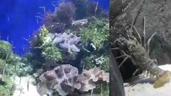 Découvrez les créatures étranges du SEA Aquarium de Sentosa Island, à Singapour 