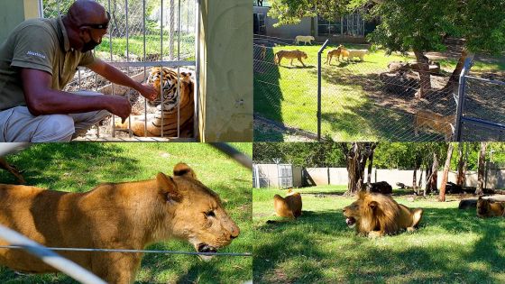 Casela à l'heure du confinement : les félins profitent de leur oasis de liberté 