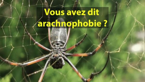 Vous avez dit arachnophobie ?