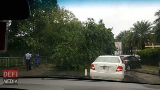 Tempête Fakir : des chutes d’arbres signalées sur de nombreuses routes