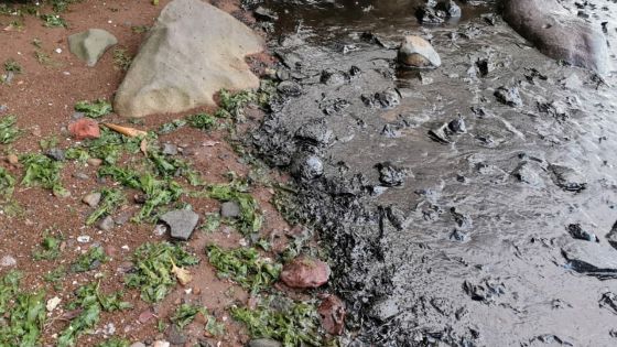 [En images] Après Mahébourg Waterfront, la fuite d’huile atteint Rivière-des-Créoles