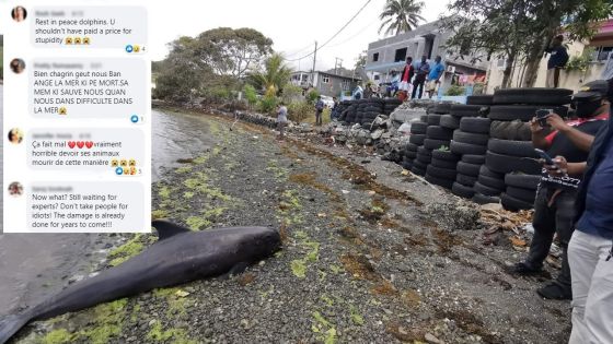 Sud-Est : la mort des dauphins suscite désolation, colère et inquiétude