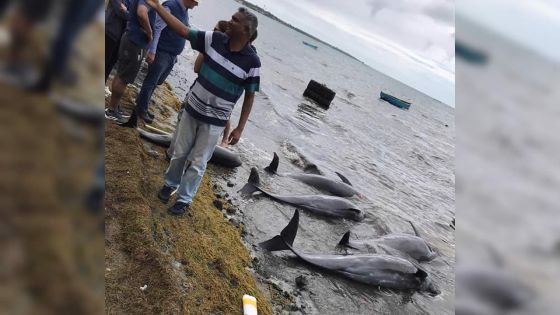 [En images] Dauphins échoués : scènes de désolation dans le Sud-Est